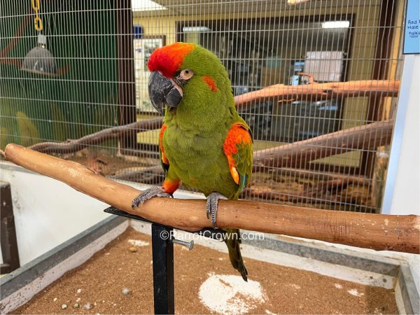 ParrotCrown.com 