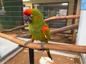 Red Fronted Macaw for sale 2
