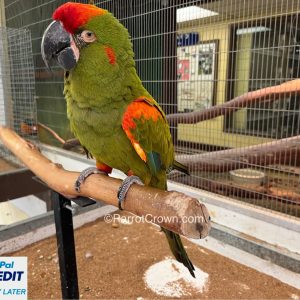 Red Fronted Macaw for sale