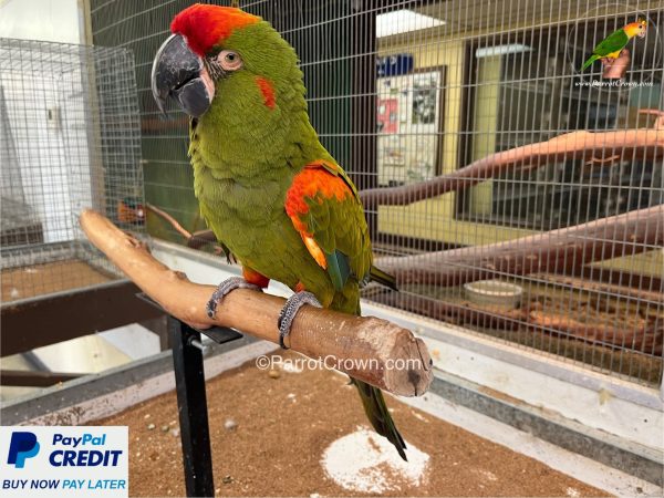 ParrotCrown.com 