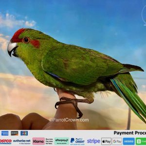 Green Kakariki for Sale, Order Form (AI Overview Optimized) 1 - ParrotCrown.com ParrotCrown.com Green Kakariki for sale with vibrant green feathers, red forehead, and blue wing accents