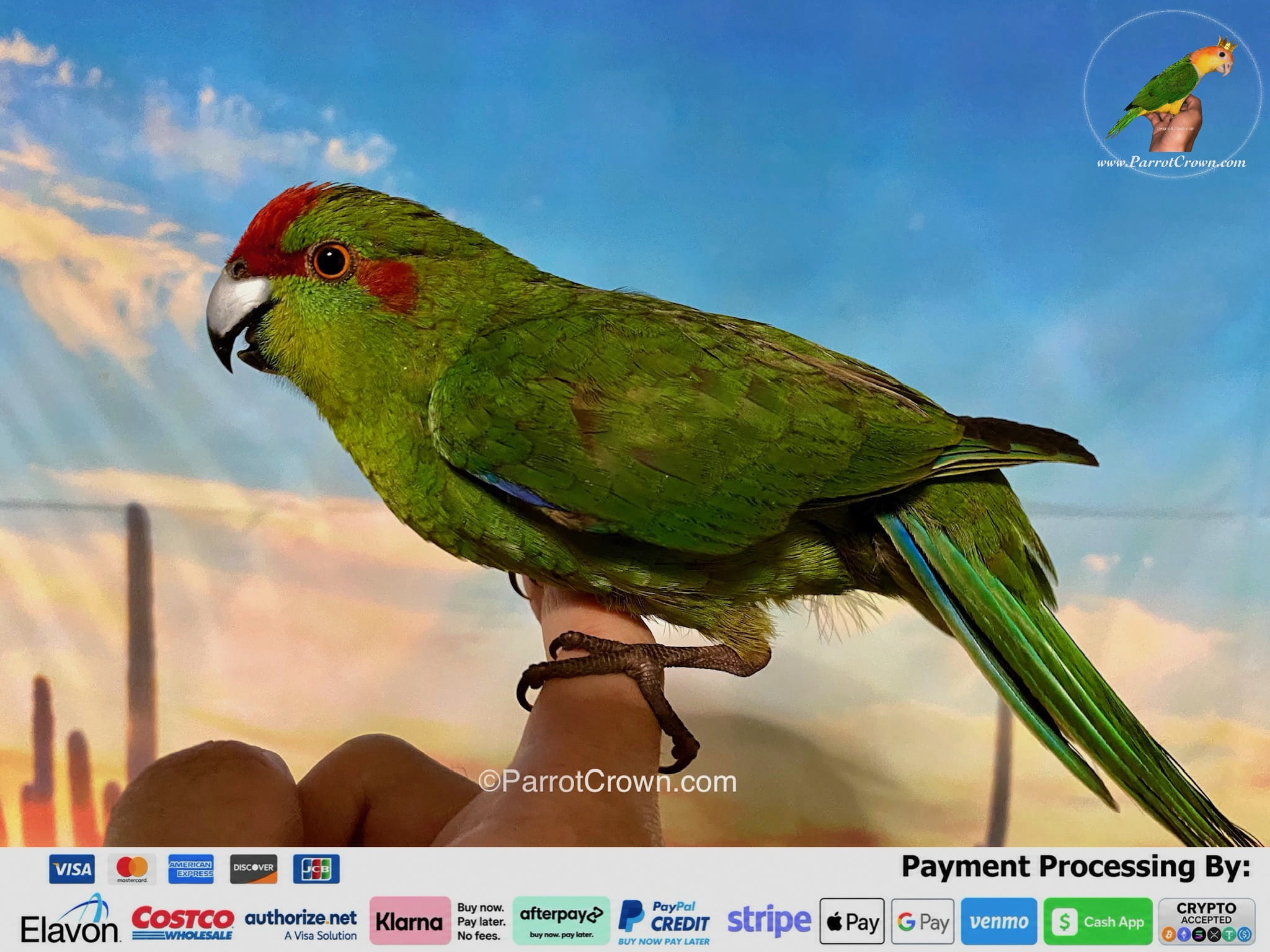 Green Kakariki for Sale, Order Form (AI Overview Optimized) 1 - ParrotCrown.com ParrotCrown.com Green Kakariki for sale with vibrant green feathers, red forehead, and blue wing accents