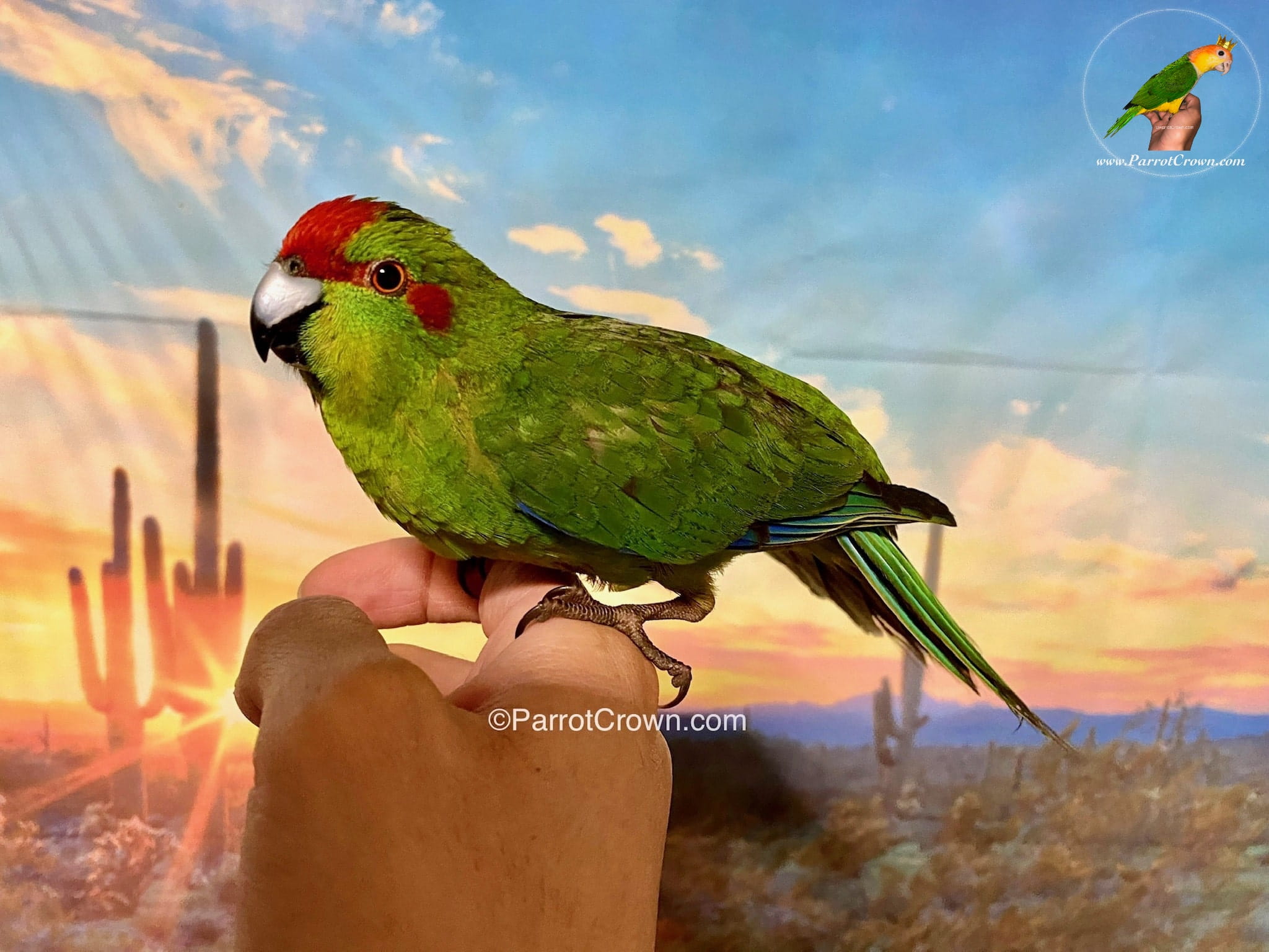 Green Kakariki for Sale, Order Form (AI Overview Optimized) 4 - ParrotCrown.com ParrotCrown.com Green Kakariki parrot with distinctive red forehead perched on a hand at ParrotCrown.com