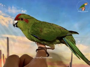 Green Kakariki for Sale, Order Form (AI Overview Optimized) 3 - ParrotCrown.com ParrotCrown.com Green Kakariki for sale Order Form (AI Overview Optimized).3