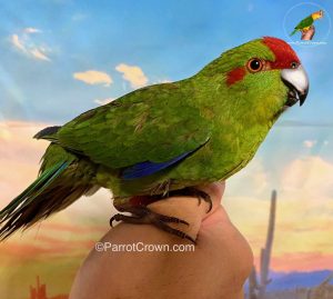 Green Kakariki for Sale, Order Form (AI Overview Optimized) 2 - ParrotCrown.com ParrotCrown.com Green Kakariki for sale Order Form (AI Overview Optimized).2