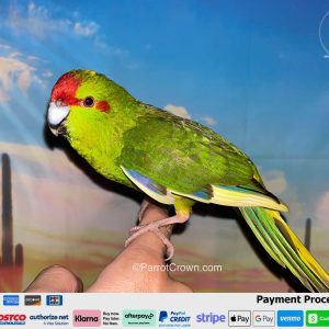 Green parrot perched on a finger, with a desert sunset backdrop and the watermark ParrotCrown.com nearby.