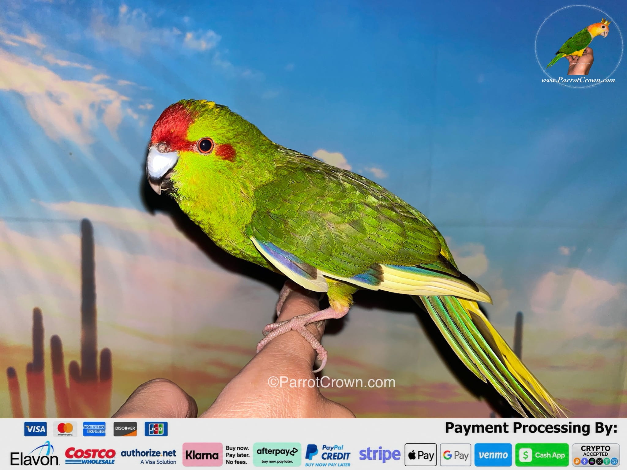 Green Pied Kakariki Parrot for Sale, Order Form (AI Overview Optimized) 1 - ParrotCrown.com ParrotCrown.com Green parrot perched on a finger, with a desert sunset backdrop and the watermark ParrotCrown.com nearby.
