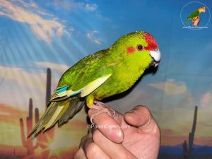 Green Pied Kakariki Parrot for Sale, Order Form (AI Overview Optimized) 2 - ParrotCrown.com ParrotCrown.com Side view of Green Pied Kakariki parrot perched on a hand displaying green plumage and long yellow tail feathers