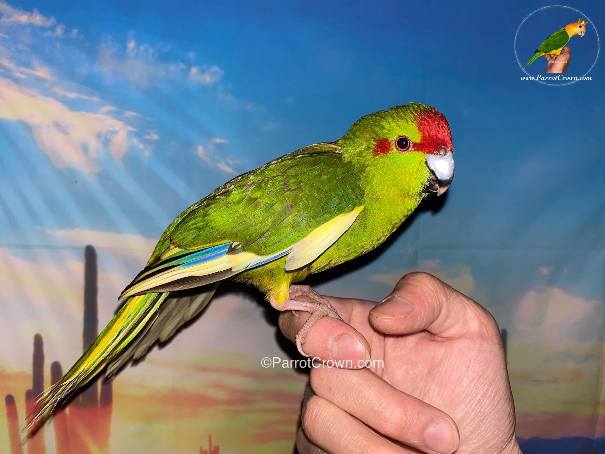 Green Pied Kakariki Parrot for Sale, Order Form (AI Overview Optimized) 4 - ParrotCrown.com ParrotCrown.com Green Pied Kakariki parrot with distinctive red crown and yellow wing feathers perched on a hand at ParrotCrown.com