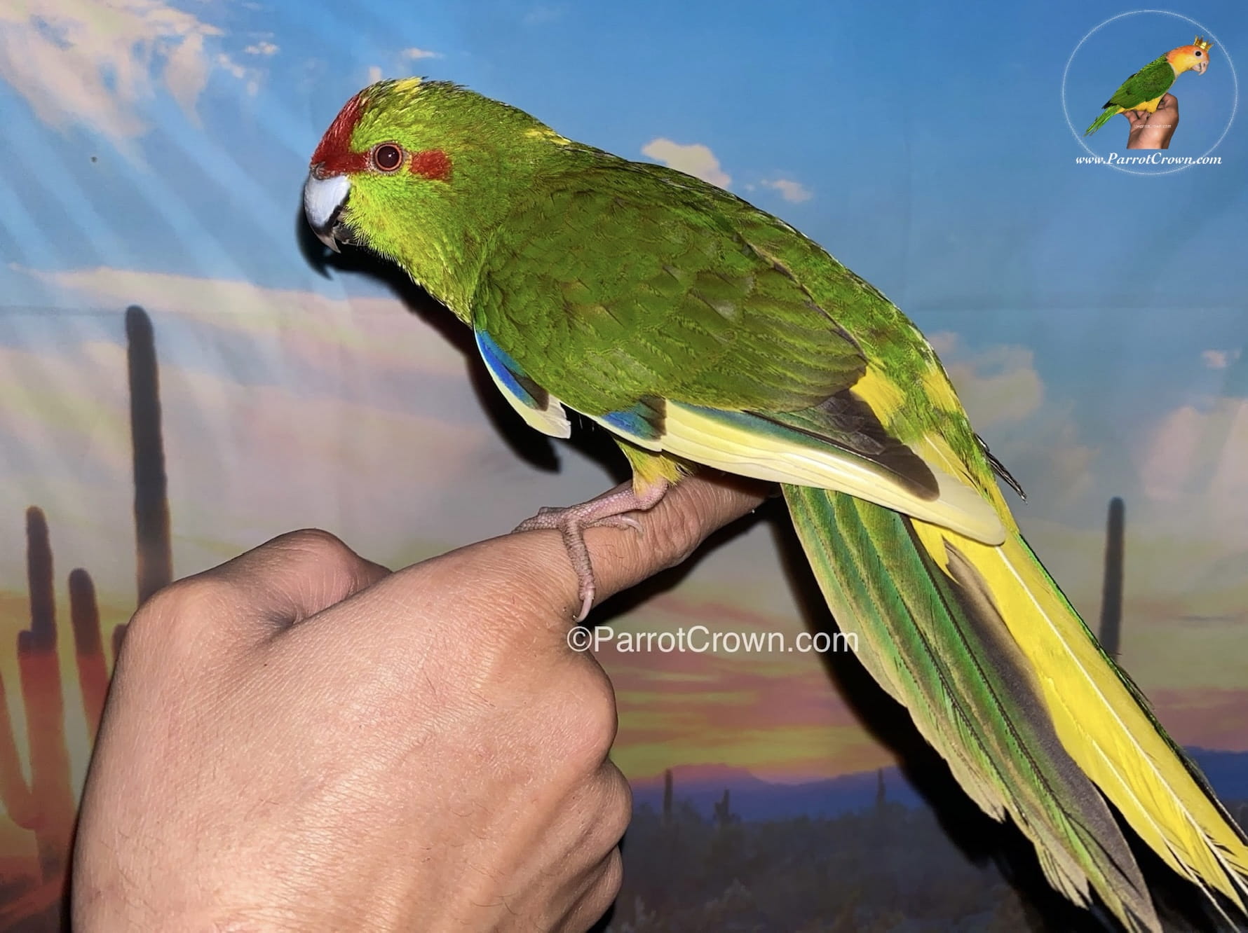 Green Pied Kakariki Parrot for Sale, Order Form (AI Overview Optimized) 3 - ParrotCrown.com ParrotCrown.com Red-Crowned Green Pied Kakariki displaying bright green plumage, yellow pied markings, and blue wing accents