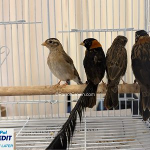Paradise Whydahs Finches for sale Order Form (AI Overview Optimized) 1