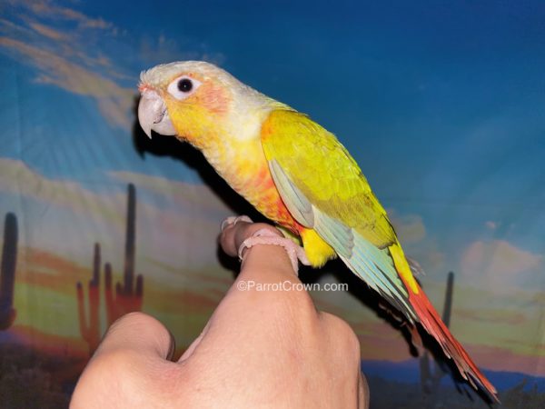 ParrotCrown.com 