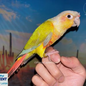 ParrotCrown.com 