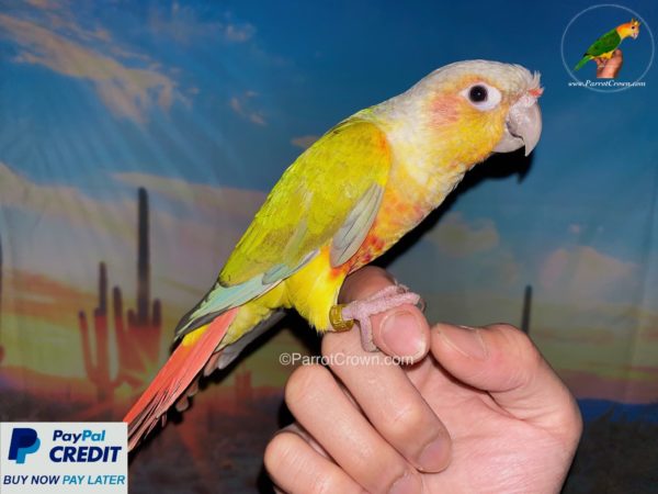 ParrotCrown.com 