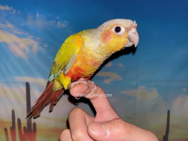 ParrotCrown.com 