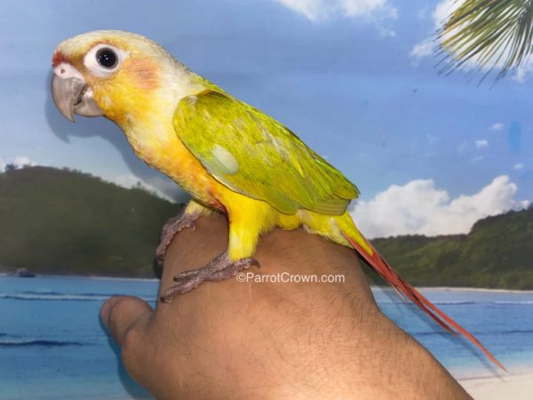 ParrotCrown.com 