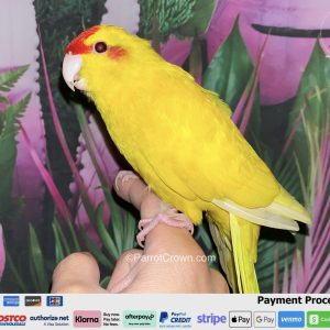 Lutino Yellow Kakariki for sale with golden yellow feathers and red forehead