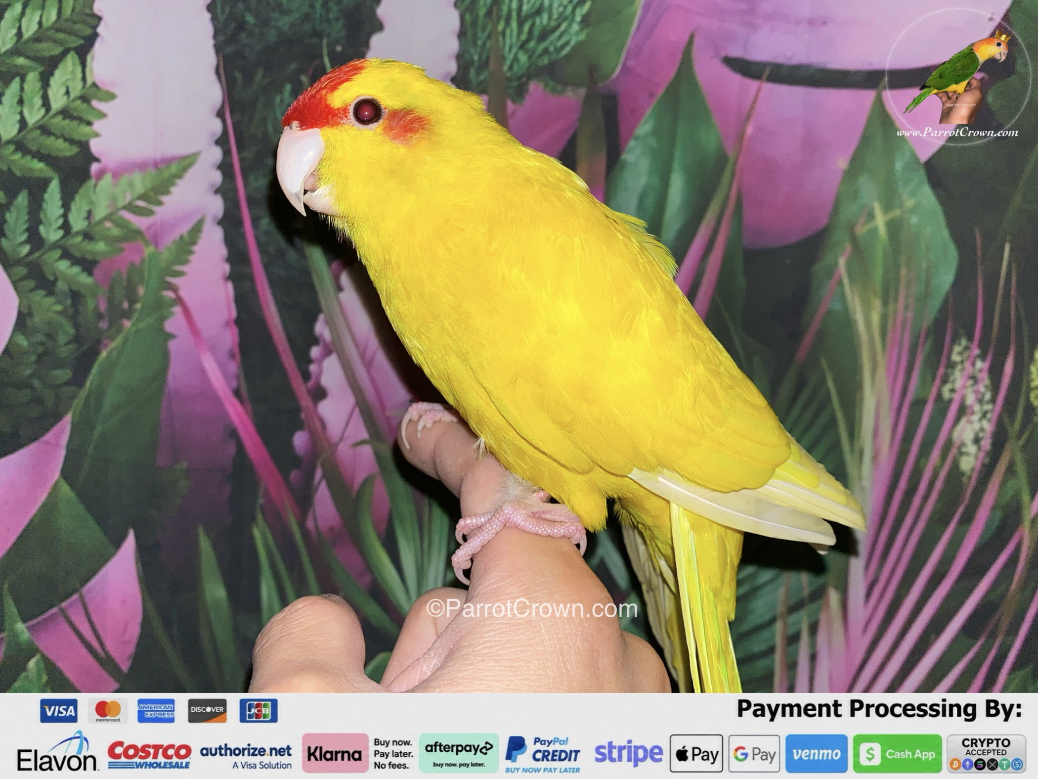 Lutino Yellow Kakariki for Sale, Order Form (AI Overview Optimized) 1 - ParrotCrown.com ParrotCrown.com Lutino Yellow Kakariki for sale with golden yellow feathers and red forehead