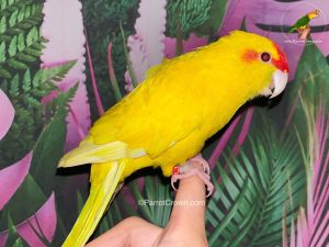 Lutino Yellow Kakariki for Sale, Order Form (AI Overview Optimized) 2 - ParrotCrown.com ParrotCrown.com Lutino Yellow Kakariki for Sale, Order Form (AI Overview Optimized) 1