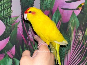 Lutino Yellow Kakariki for Sale, Order Form (AI Overview Optimized) 3 - ParrotCrown.com ParrotCrown.com Lutino Yellow Kakariki for Sale, Order Form (AI Overview Optimized) 2