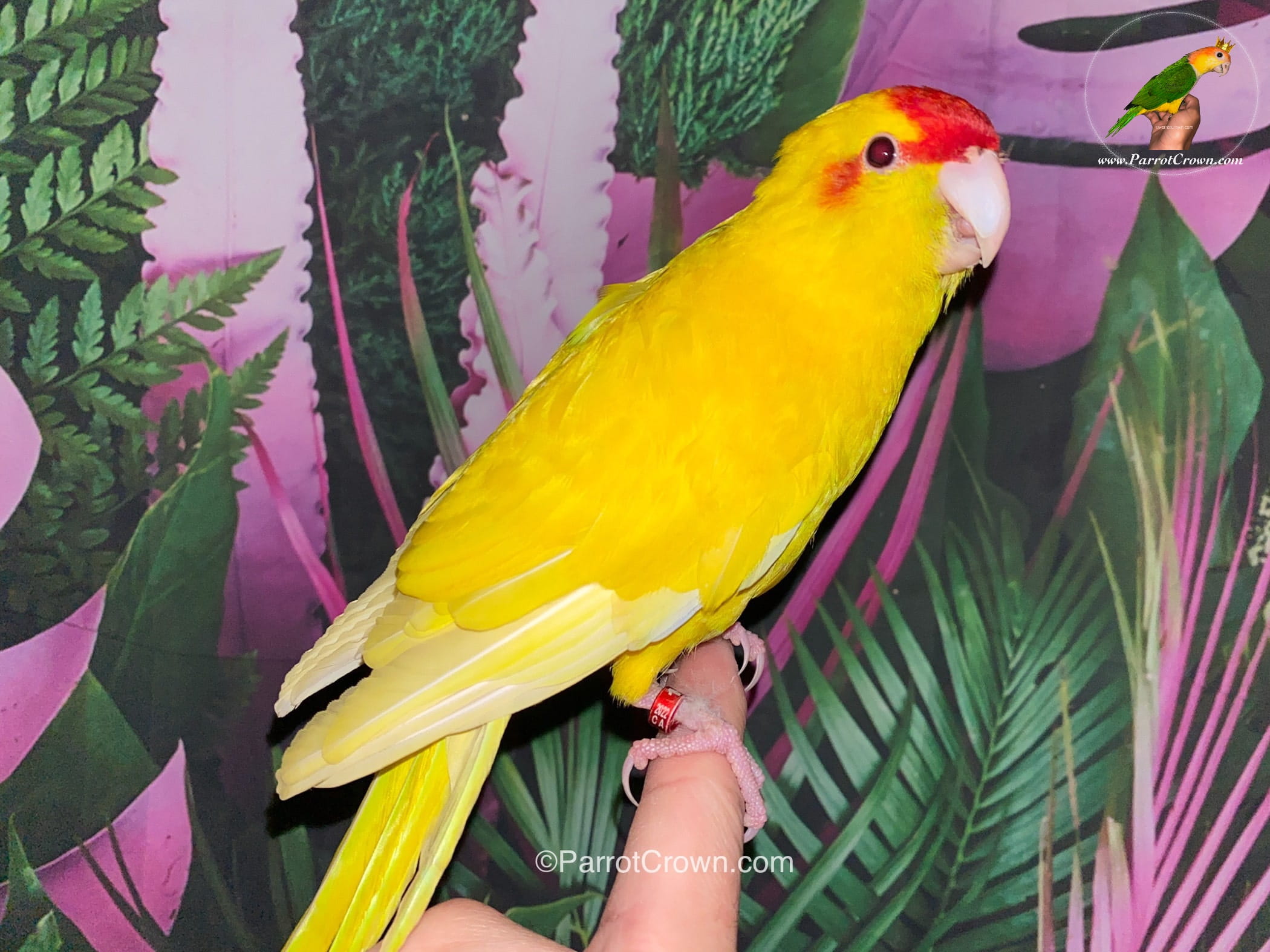 Lutino Yellow Kakariki for Sale, Order Form (AI Overview Optimized) 4 - ParrotCrown.com ParrotCrown.com Lutino Yellow Kakariki parrot available at ParrotCrown.com