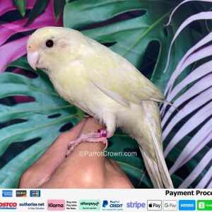 Cream Kakariki for sale with soft cream-colored feathers, pale pink beak, and long ivory tail